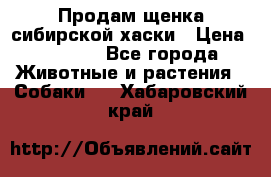 Продам щенка сибирской хаски › Цена ­ 8 000 - Все города Животные и растения » Собаки   . Хабаровский край